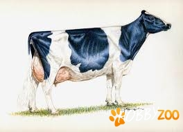 vaca holstein gestanta