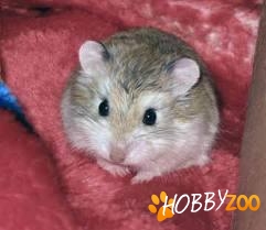 hamster pitic rasa ruseasca
