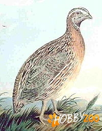 prepelite pasari ouatoare