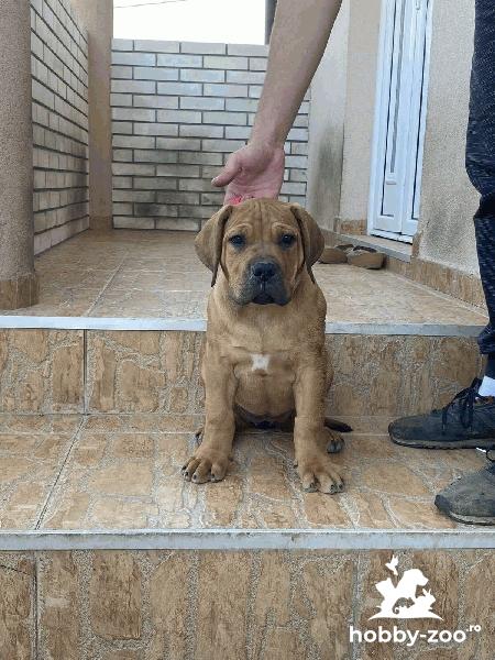 Mastiff sud-african - Boerboel