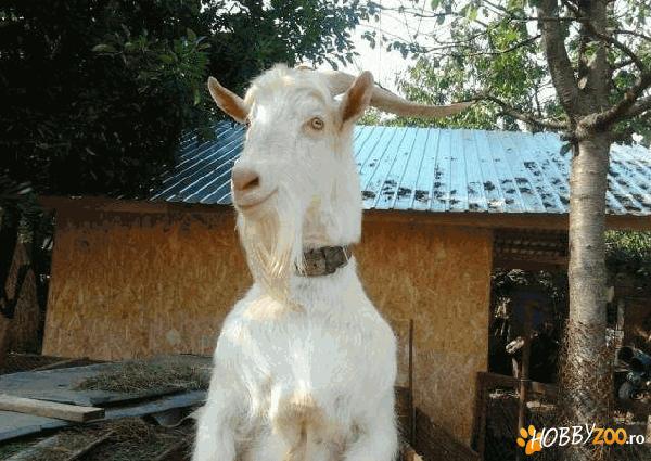 Vind tap sannen are 2ani 