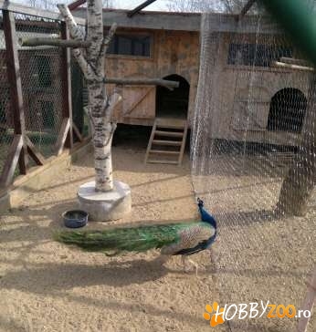 Pauni pereche pentru incepatori 