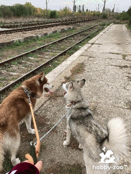 Vand catelus husky siberieni