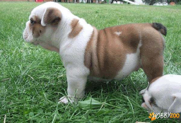 Vindem catei Bulldog Englez