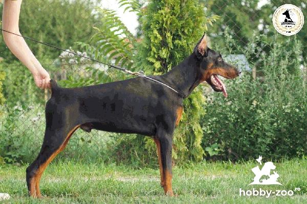 DOBERMAN Cățeluși de vanzare