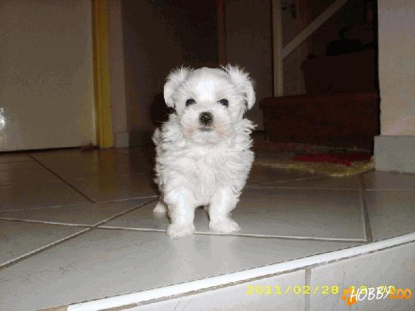 Vindem catei Bichon Maltese 