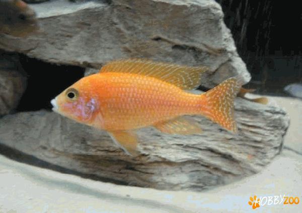 pui de ciclide africane