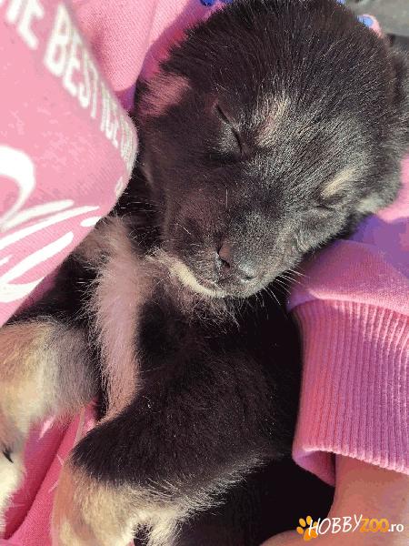 Catelusa pentru adoptie