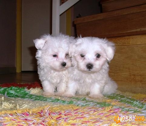 Vindem catei Bichon Maltese