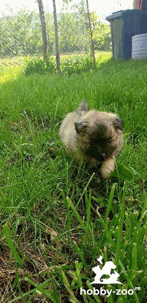 Pomeranian Cenușiu talie mică 