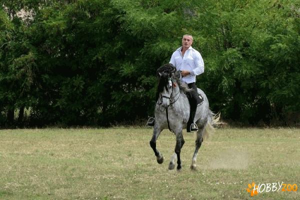 Armasar Andaluz de calitate