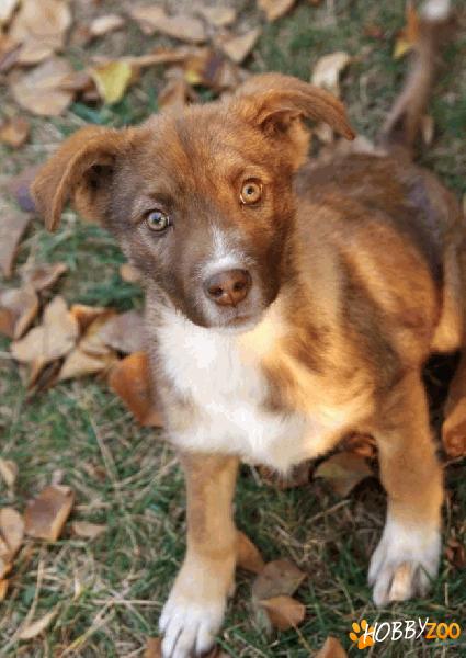 Mia - superba pentru adoptie 