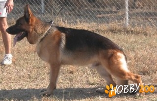 femele adulte de ciobanesc germanciobanesc german linie show