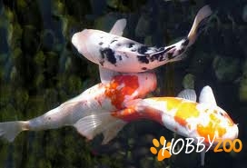 pestisori de iaz crap koi