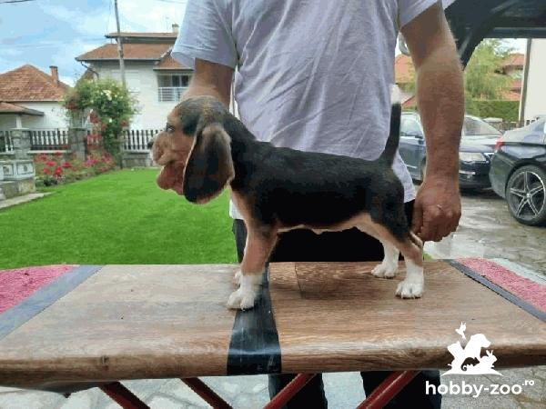 Pui de Beagle de vânzare