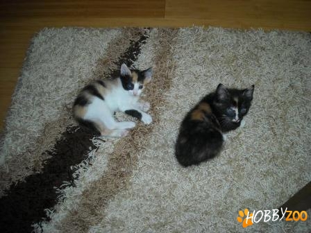 Pisicute spre adoptie