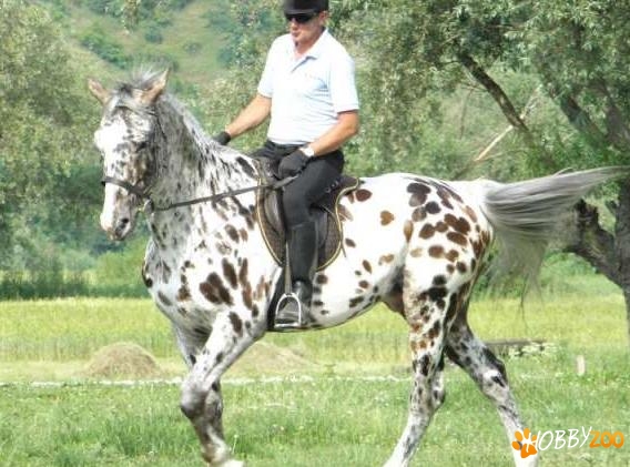 armasar appaloosa bland