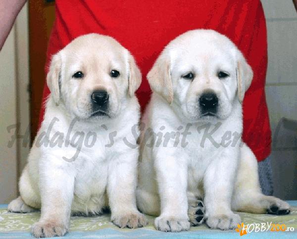 Labradorul - cainele familiei tale