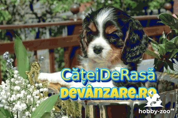 Catei Cavalier King Charles rasa pura cu garantie