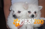 pomeranian de vanzare