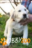 vand pui de golden retriever