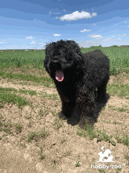 Bouvier de flandra, caut partenera.