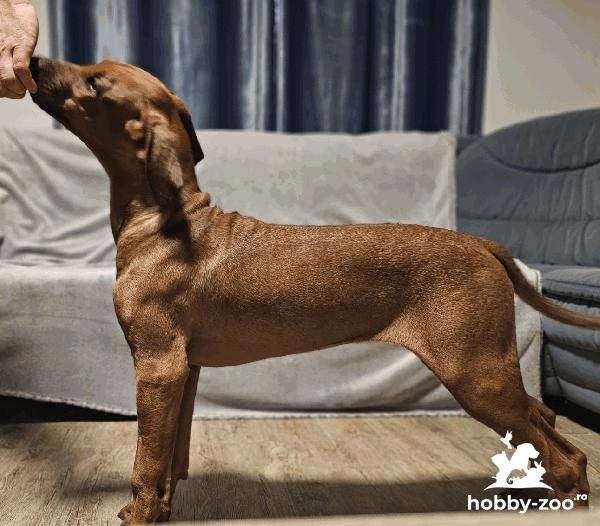 Rhodesian Ridgeback puppies