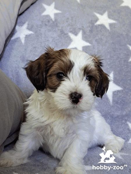 Havanese Bichon Cățeluși