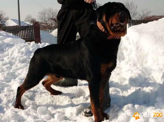 imperechere rottweiler