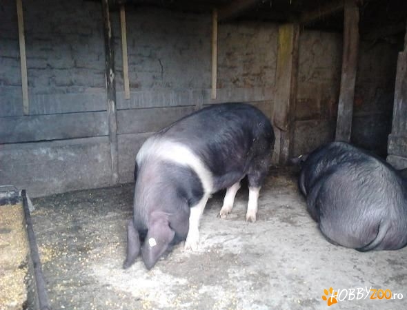 porc pentru sacrificare transport