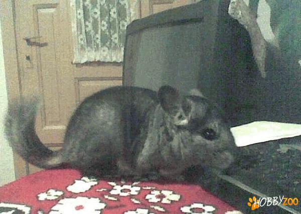 familie de chinchilla gri