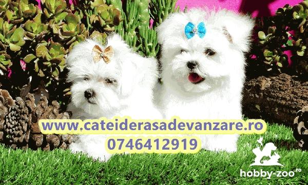 Catei Bichon Maltez cu microcip si carnet de sanatate