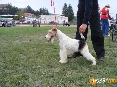 Fox Terrier Sarmos 