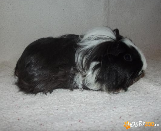 Porcusori de guineea sheltie