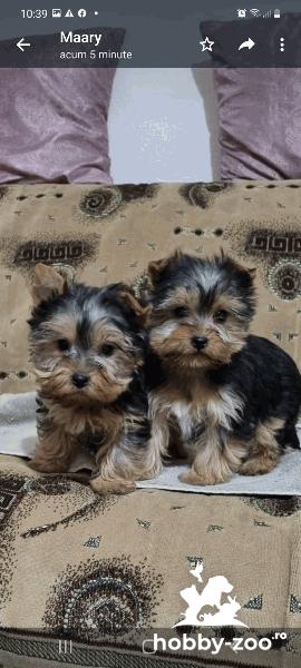 2 băieței yorkshire în vârstă de 10