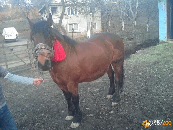 vand iapa 4 ani forte blanda 