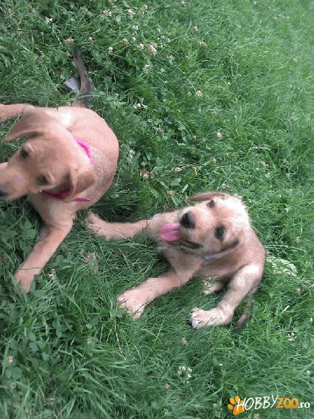 Mikey and Minnie pentru adoptie