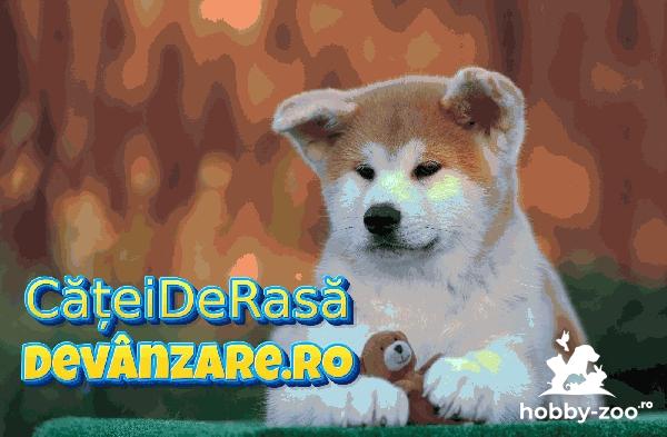 Catei Akita Inu cu garantie si microcip