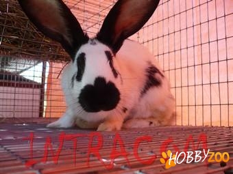 Vindem iepuri de rasa