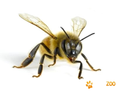 roiuri albine de vanzare