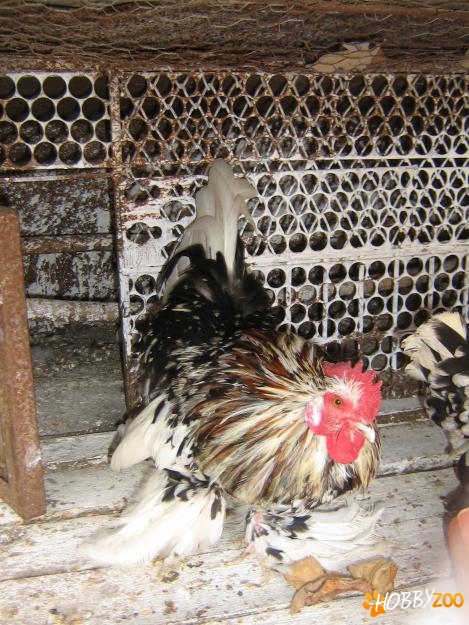 Vand gaina si cocos pitic