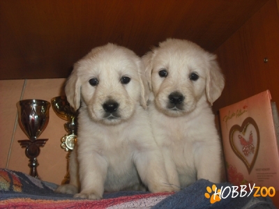 pui Golden Retriever de exceptie
