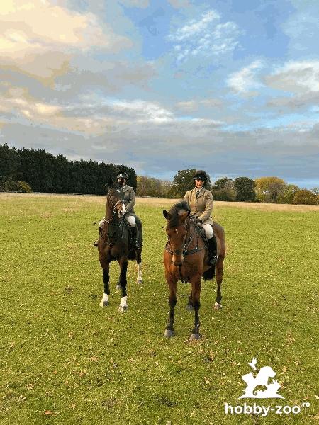 Irish Hunter Bay Gelding 