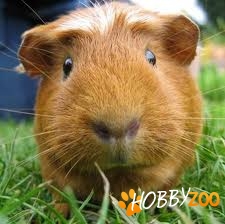Adopt porcusor de guineea