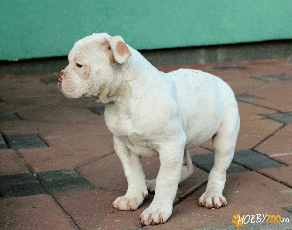 Catei de rasa Bulldog American 