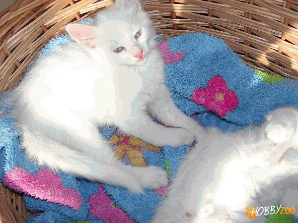  vand pisici angora turceasca 