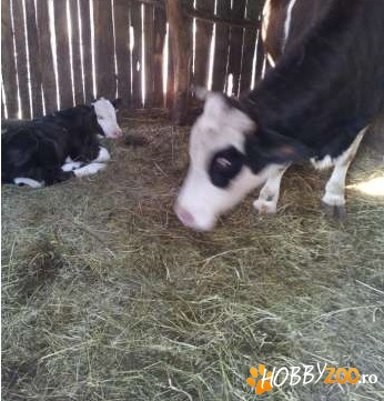 Vitel rosu cu alb rasa de carne