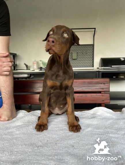 Doberman catelusi de vanzare