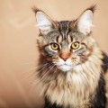 Maine coon 
